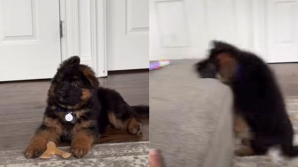 Puppy Looks at Big Sister Like a Hero, but Following Her Lead Does Not Go To Plan