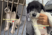rescue dog