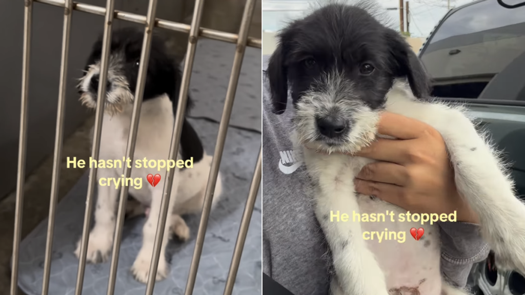 rescue dog