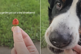 dog eats strawberry