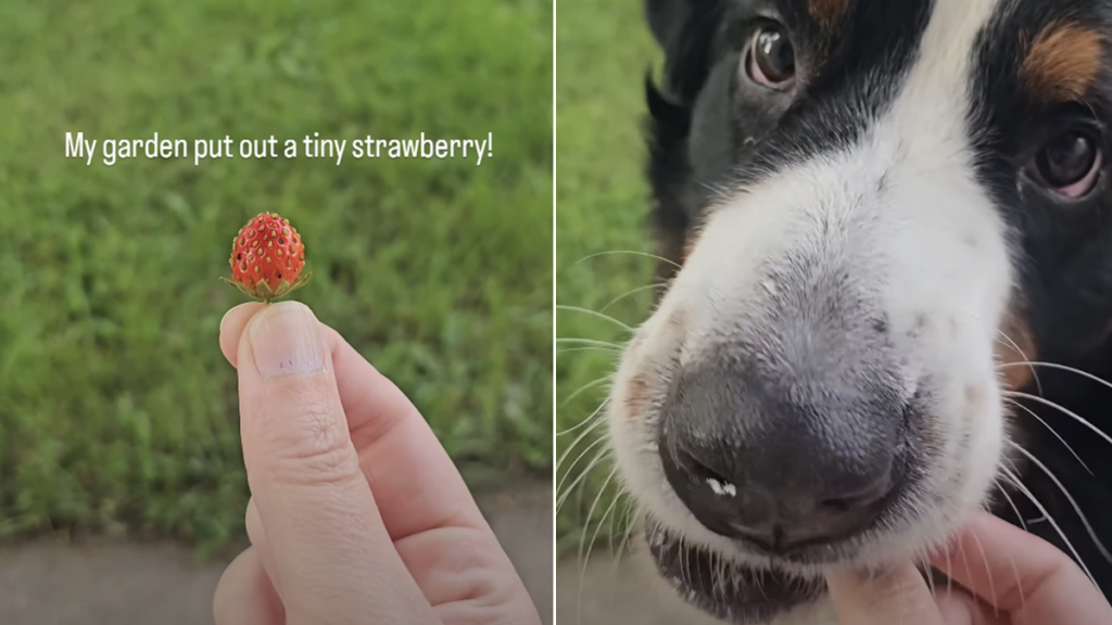 dog eats strawberry