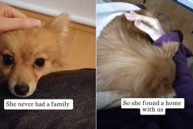mama rescue dog family baby