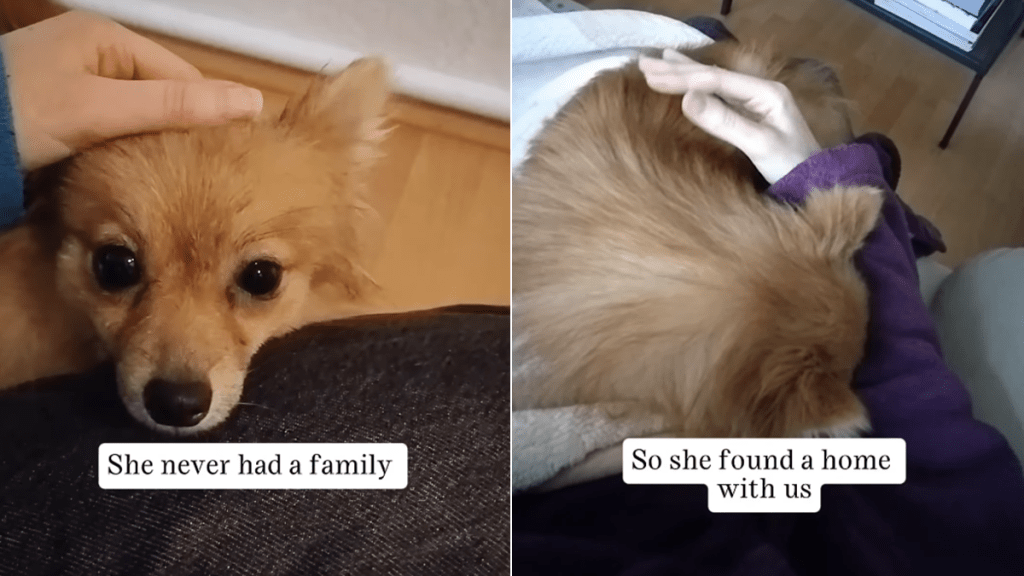 mama rescue dog family baby