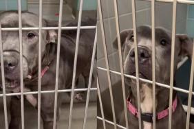‘Neglected’ Senior Shelter Dog Hopes To Be Chosen as He Has Little Time Left