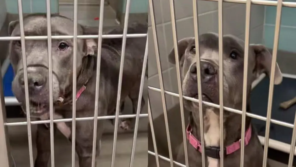‘Neglected’ Senior Shelter Dog Hopes To Be Chosen as He Has Little Time Left