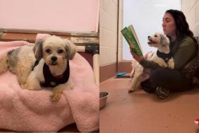 Surrendered Shelter Dog Gets Sweetest Comfort When Human Reads to Him