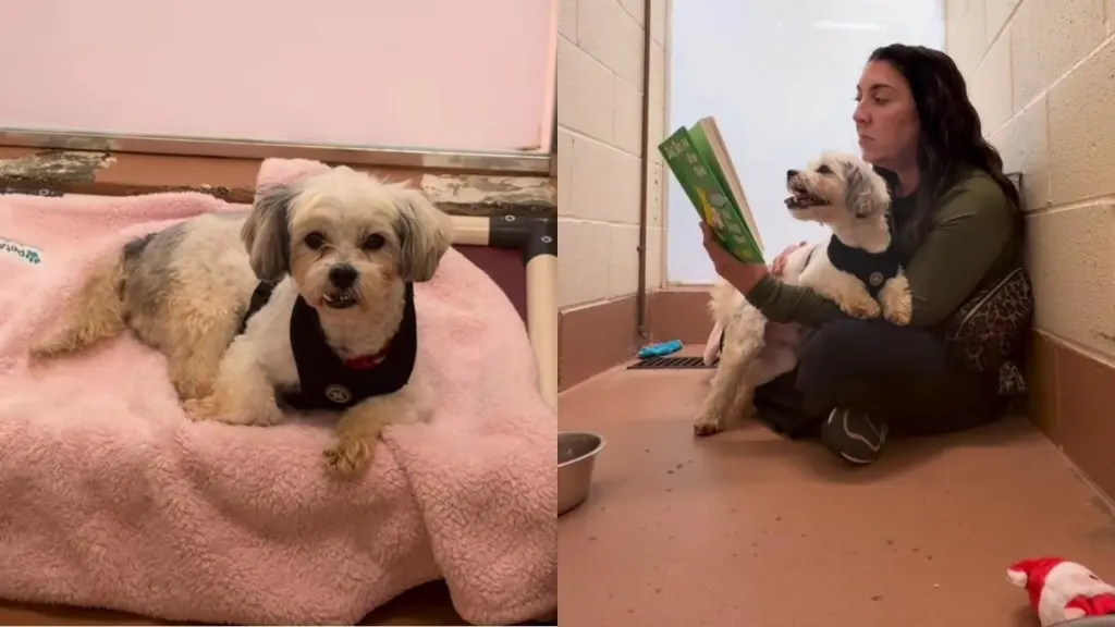 Surrendered Shelter Dog Gets Sweetest Comfort When Human Reads to Him