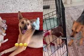 Rescue Dog Watches Dad Let the Foster Puppy Out, Then Runs To Bring His Little Friend a Toy