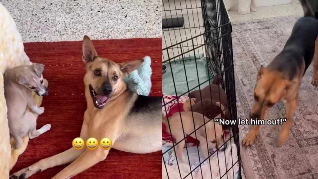 Rescue Dog Watches Dad Let the Foster Puppy Out, Then Runs To Bring His Little Friend a Toy