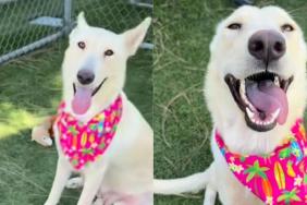Shelter Dog in Urgent Need of a Home Gives Paw in the Sweetest Way While Greeting Human