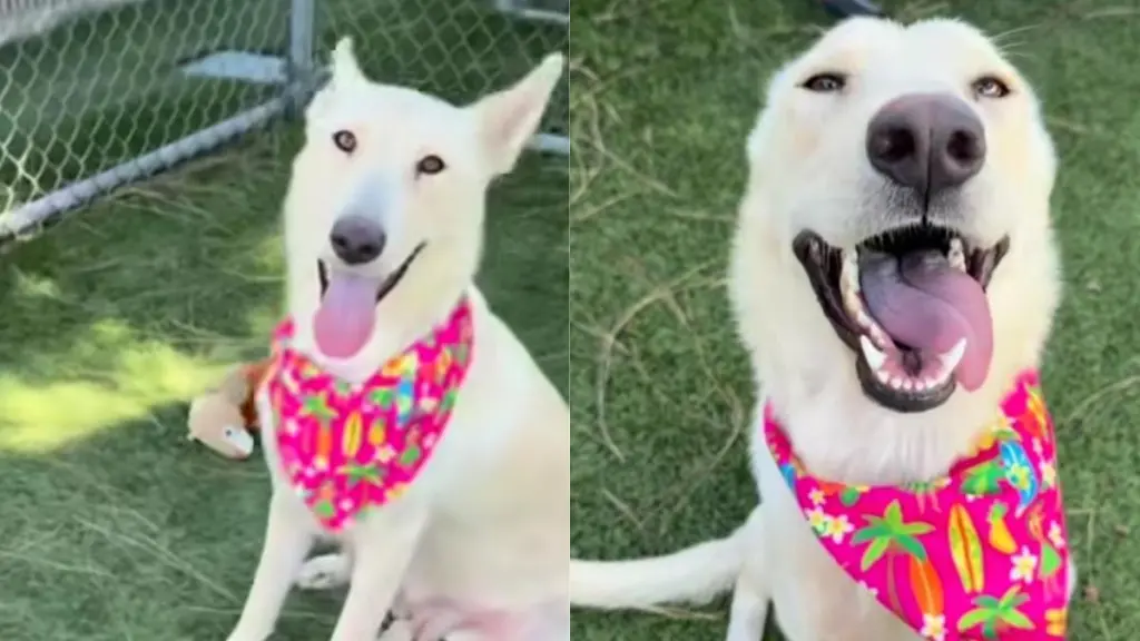 Shelter Dog in Urgent Need of a Home Gives Paw in the Sweetest Way While Greeting Human
