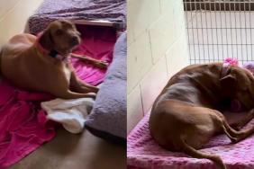 Shelter Dog Who Lost Everything in a Storm Receives a Sweet Surprise