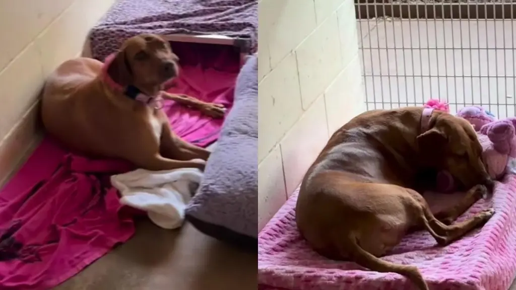 Shelter Dog Who Lost Everything in a Storm Receives a Sweet Surprise