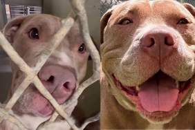 Shelter Dog Clings to Kennel Bars With Love, Hoping Someone Gives Her a Chance