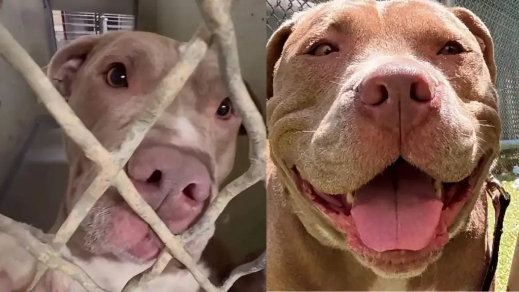 Shelter Dog Clings to Kennel Bars With Love, Hoping Someone Gives Her a Chance