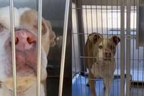 Shelter Dog Says Goodbye to Human, Unaware a Miracle Awaits
