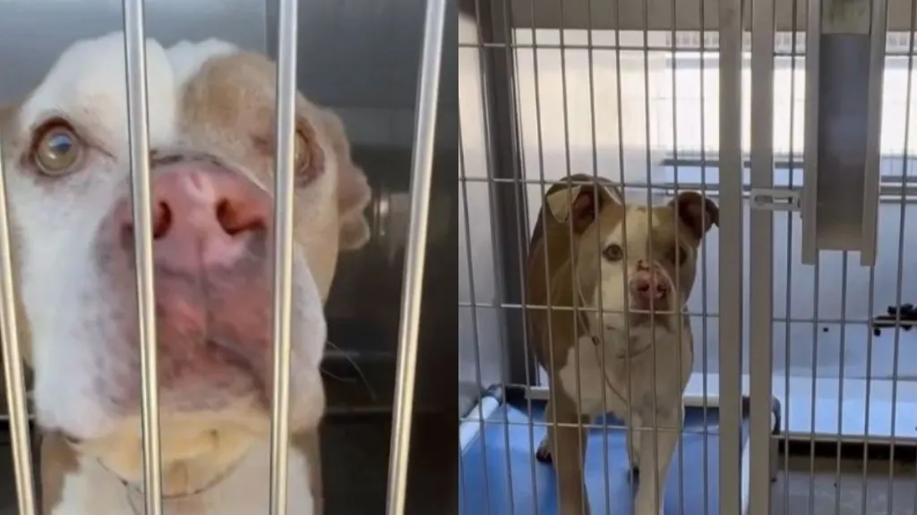 Shelter Dog Says Goodbye to Human, Unaware a Miracle Awaits