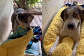 Shelter Dog Gets His First New Bed, Then Quickly Tucks Himself In