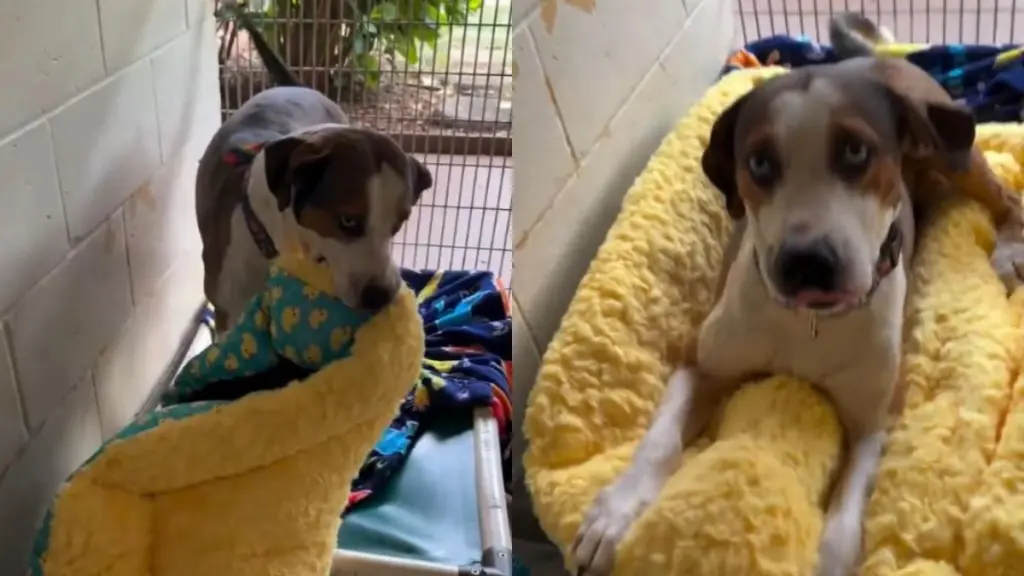 Shelter Dog Gets His First New Bed, Then Quickly Tucks Himself In