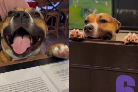 Shelter Mama Dog Watches Her Puppies Leave, Still Waiting for Her Turn After Nearly 3 Years