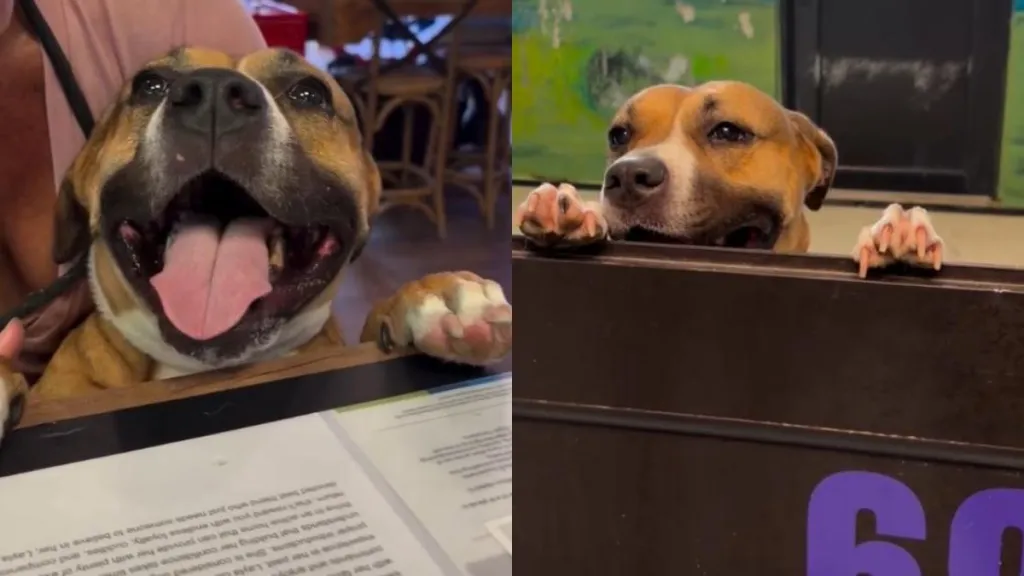 Shelter Mama Dog Watches Her Puppies Leave, Still Waiting for Her Turn After Nearly 3 Years