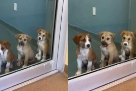 Three Shelter Puppies Wait in Their Kennel, ‘Sitting Pretty’, Hoping Someone Will Choose Them