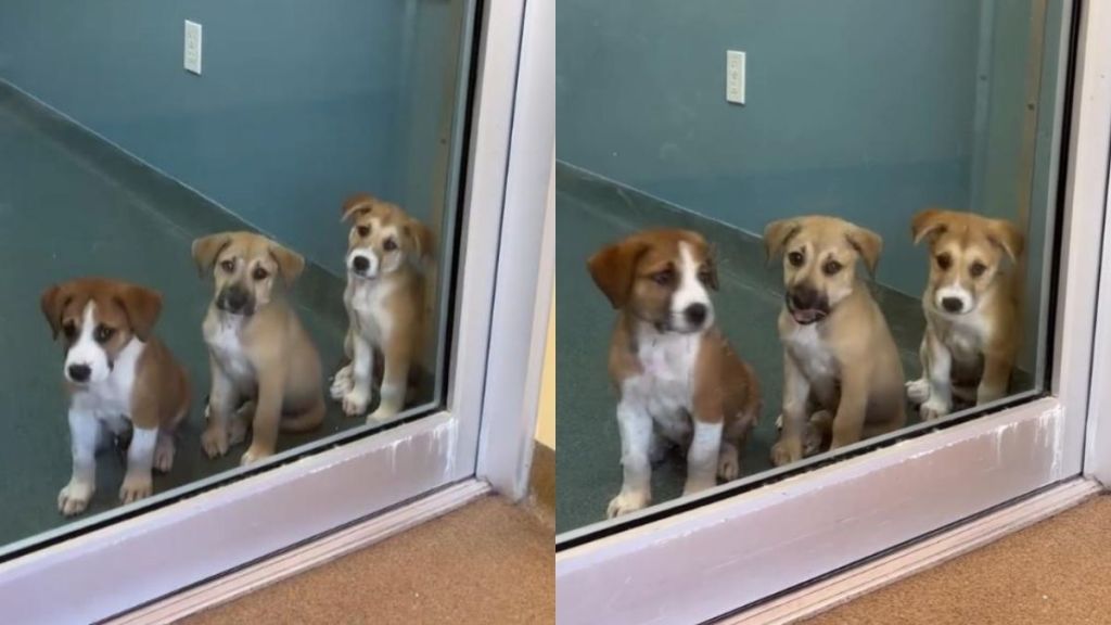 Three Shelter Puppies Wait in Their Kennel, ‘Sitting Pretty’, Hoping Someone Will Choose Them