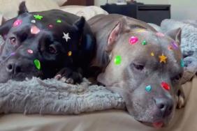 2 ‘Scary’ Pit Bulls Look Defeated as Mom Gives Them a Bedazzled Makeover