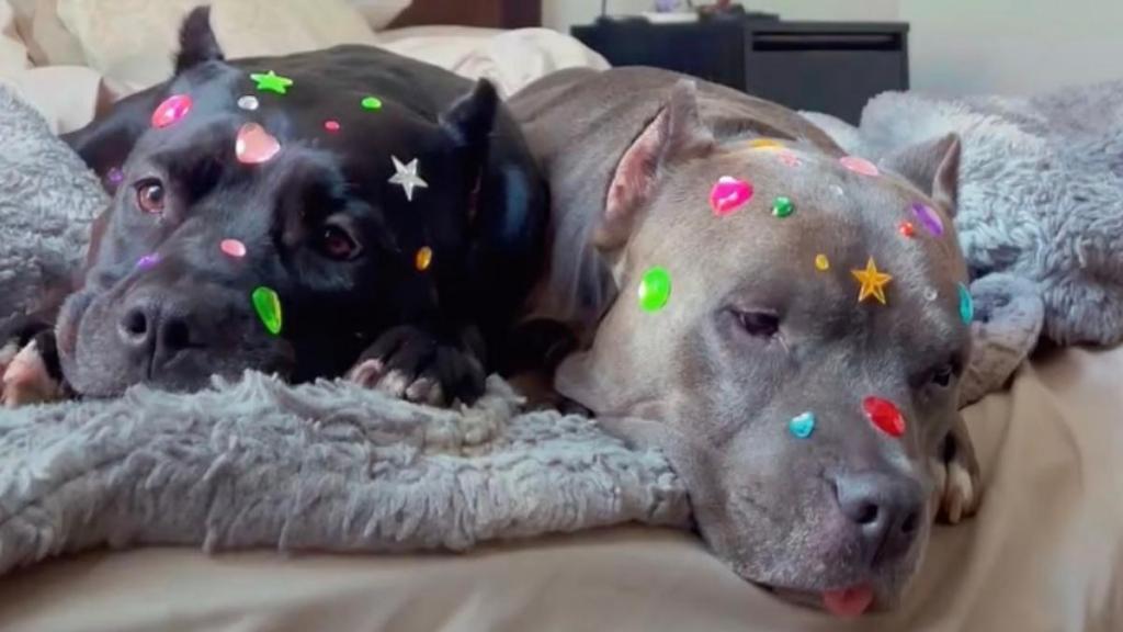 2 ‘Scary’ Pit Bulls Look Defeated as Mom Gives Them a Bedazzled Makeover