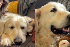 Senior Rescue Dog Is Half Asleep, but Still Reacts Every Time Mom Says Something Nice