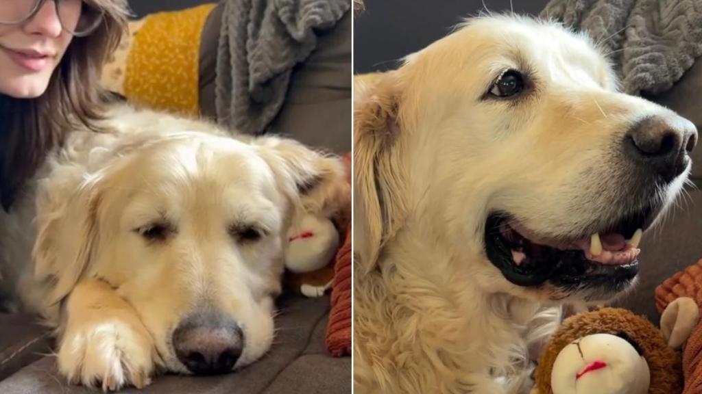 Senior Rescue Dog Is Half Asleep, but Still Reacts Every Time Mom Says Something Nice