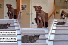 Pit Bulls Branded ‘Scary’ Around Cats Get Humbled by One Sitting on the Stairs