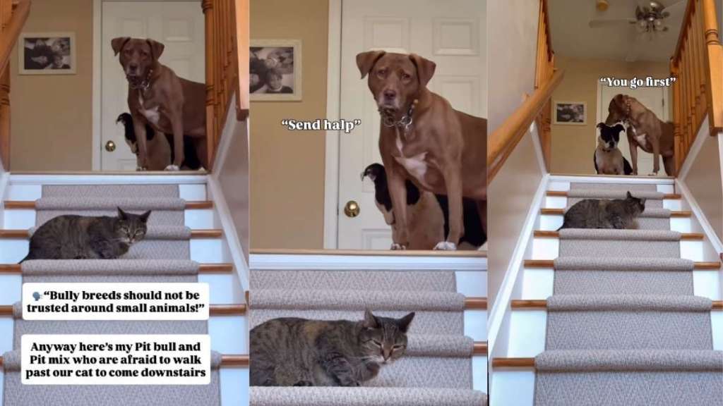 Pit Bulls Branded ‘Scary’ Around Cats Get Humbled by One Sitting on the Stairs