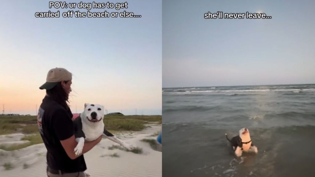 Dog’s Beach Day Ends With Dad Literally Carrying Her Away Because She Refuses To Leave