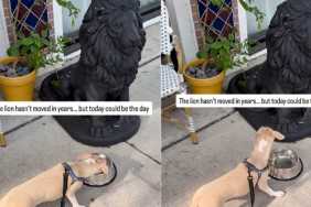 Puppy Approaches Water Bowl Beside Lion Statue, but Every Sip Comes With Suspicion