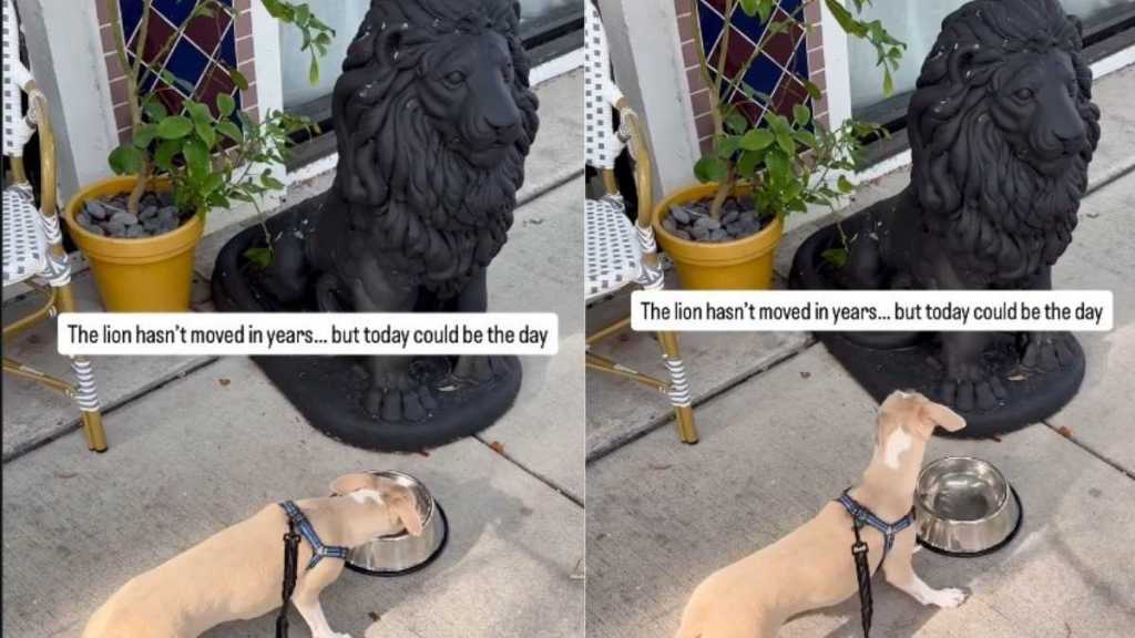 Puppy Approaches Water Bowl Beside Lion Statue, but Every Sip Comes With Suspicion