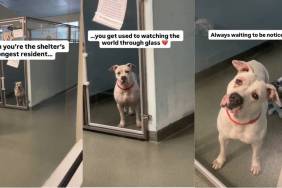 Shelter Dog’s Been Waiting So Long, She’s Used To Watching the World Go by Through Kennel Door