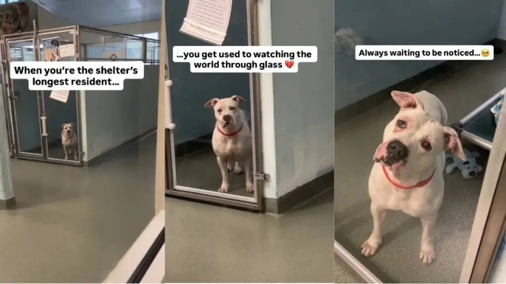 Shelter Dog’s Been Waiting So Long, She’s Used To Watching the World Go by Through Kennel Door