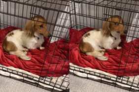 Dog Goes Straight to Time-Out After Breaking the Rules, but Now Owner Has to Find the Evidence