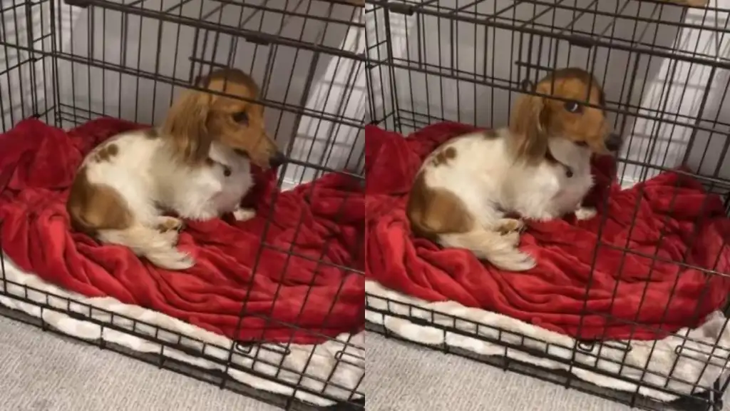 Dog Goes Straight to Time-Out After Breaking the Rules, but Now Owner Has to Find the Evidence