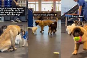 Big Dog Turns Down High-Energy Dogs, but Completely Comes Alive With Smaller Puppies