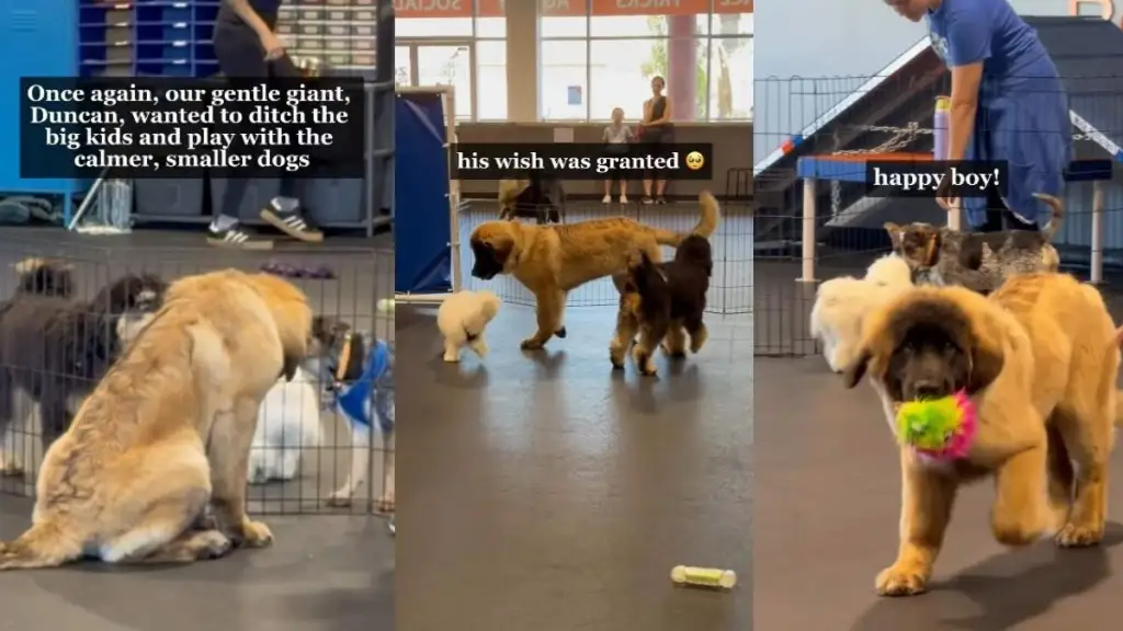 Big Dog Turns Down High-Energy Dogs, but Completely Comes Alive With Smaller Puppies