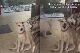 Mama Husky’s Puppy Is 21 Weeks Old, but She Still Stops Everything to Groom Her