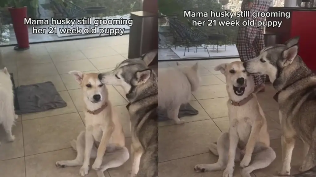 Mama Husky’s Puppy Is 21 Weeks Old, but She Still Stops Everything to Groom Her