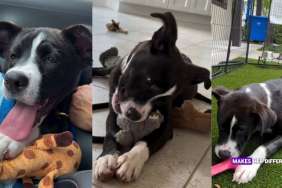 Blind Shelter Puppy Refuses To Let Hardship Define Her, Has So Much Love To Give