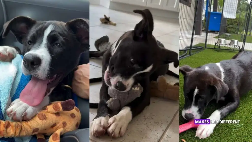 Blind Shelter Puppy Refuses To Let Hardship Define Her, Has So Much Love To Give