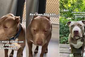 Shelter Dog Has Been ‘Overlooked’ Again & Again, Still Hasn’t Lost Hope