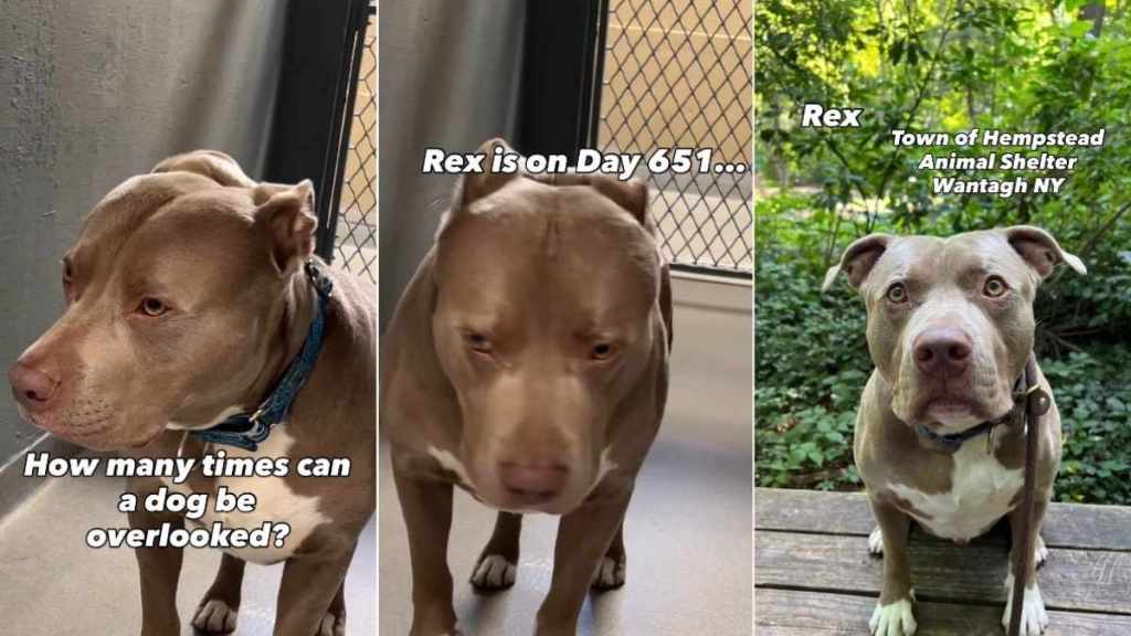 Shelter Dog Has Been ‘Overlooked’ Again & Again, Still Hasn’t Lost Hope