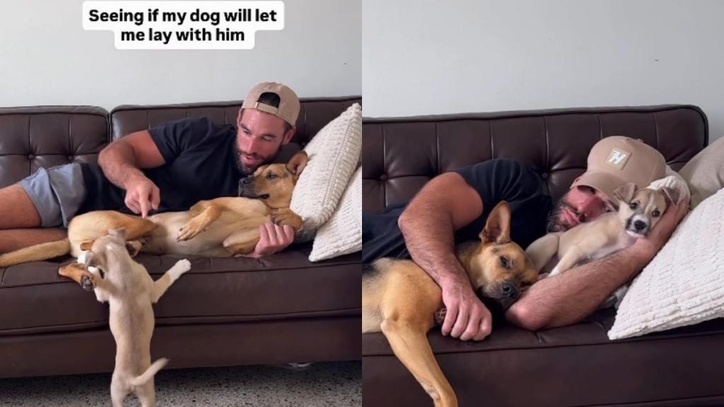 Rescue Dog Nearly Gives up Snuggle Time With Dad When Foster Pup Joins, Then Has Sweetest Reaction