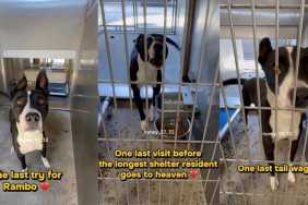 Shelter Dog in Urgent Need of a Home Greets Human With a Wagging Tail
